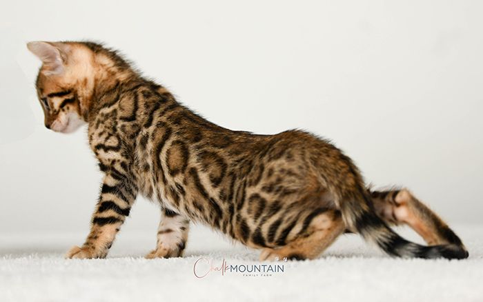 Bengal kitten for sale